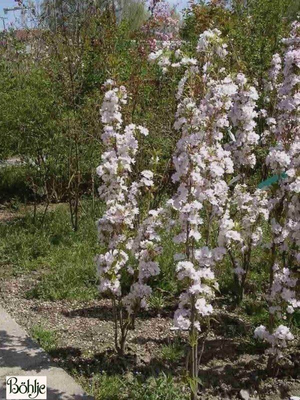 Prunus serrulata 'Amanogawa' -Säulenzierkirsche-