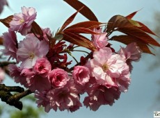 Prunus serrulata 'Kanzan' -hohe Nelkenkirsche-