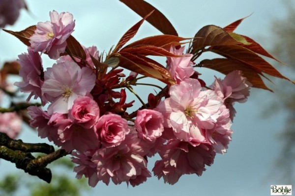 Prunus serrulata 'Kanzan' -hohe Nelkenkirsche-