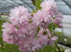 Prunus serrulata 'Kiku-shidare-zakura' -Hängezierkirsche-