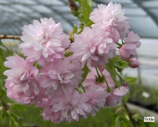 Prunus serrulata 'Kiku-shidare-zakura' -Hängezierkirsche-