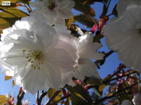 Prunus serrulata 'Shirofugen' -japanische Blütenkirsche-
