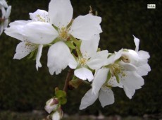 Prunus serrulata 'Taihaku'  -japanische Blütenkirsche-
