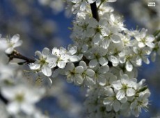 Prunus spinosa -Schlehe-