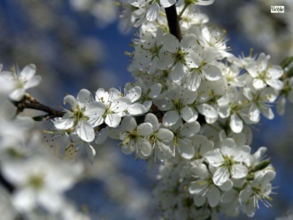 Prunus spinosa -Schlehe-