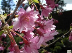 Prunus subhirtella 'Autumnalis Rosea' -Zierkirsche-