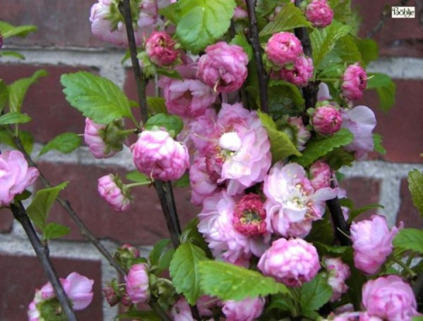 Prunus triloba -Ziermandelbaum-