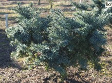 Pseudotsuga menziesii 'Fletcheri'