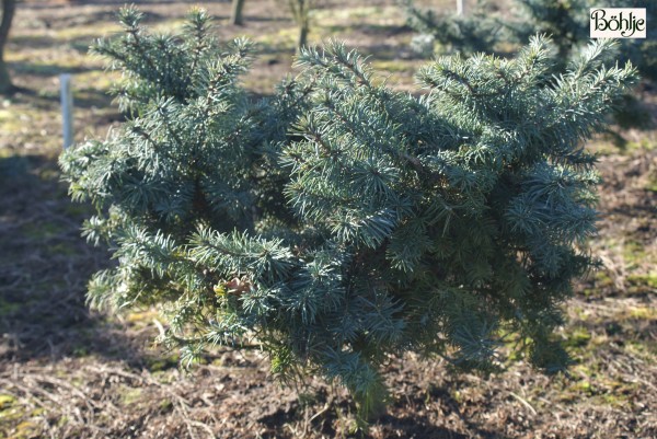 Pseudotsuga menziesii 'Fletcheri'