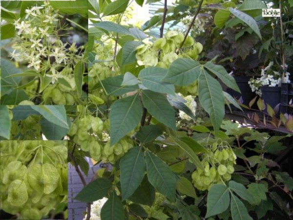 Ptelea trifoliata -Kleeulme-