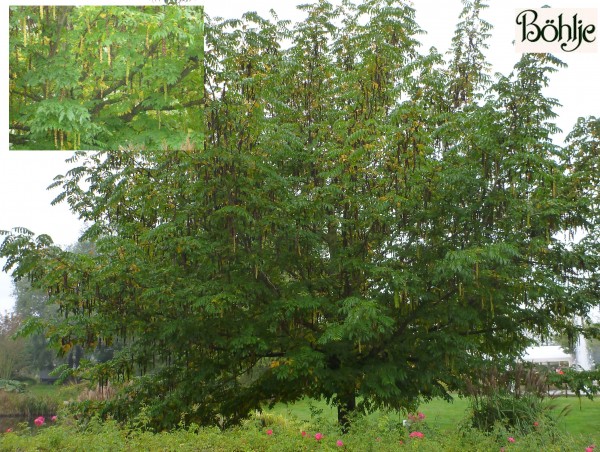 Pterocarya fraxinifolia -Flügelnuss-