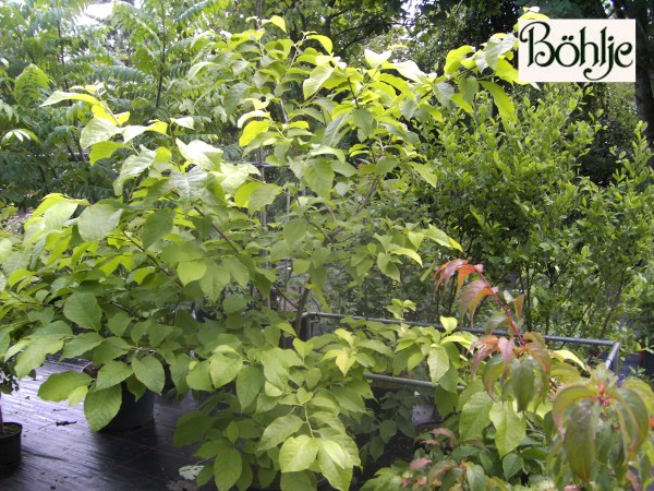 Pterostyrax hispida -behaarter Flügelstorax-