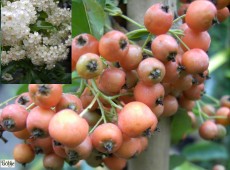 Pyracantha Hybride 'Orange Charmer' -Feuerdorn-