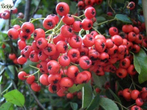 Pyracantha Hybride 'Orange Glow' -Feuerdorn-