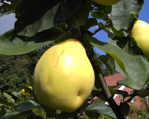 Obstgehölze A - Z