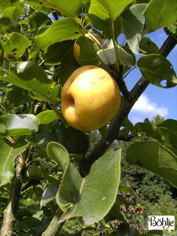 Pyrus Nashibirne