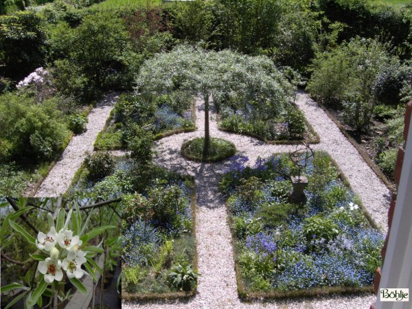 Pyrus salicifolia 'Pendula' -weidenblättrige Birne-