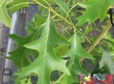 Quercus coccinea 'Splendens' -amerikanische  Eiche / Scharlacheiche-