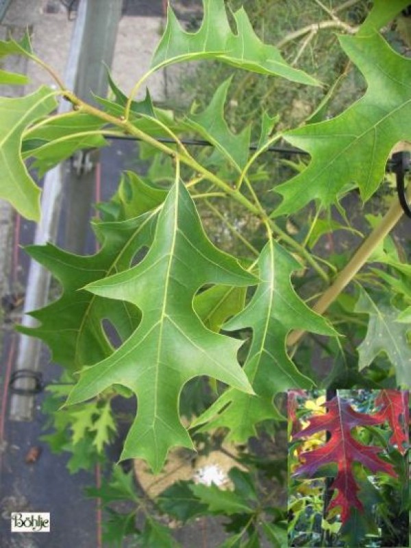 Quercus coccinea 'Splendens' -amerikanische  Eiche / Scharlacheiche-