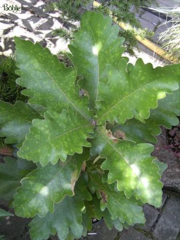 Quercus dentata 'Carl Ferris Miller' -Kaisereiche-