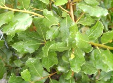 Quercus ilex -Steineiche-