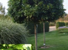 Quercus palustris 'Green Dwarf' -Kugeleiche-