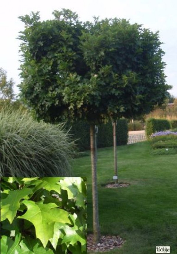 Quercus palustris 'Green Dwarf' -Kugeleiche-