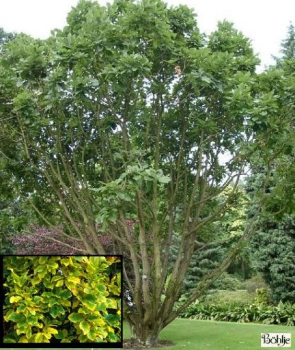 Quercus ponitca -pontische / armenische Eiche-