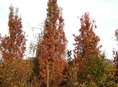 Quercus robur 'Fastigiata' -Säuleneiche-