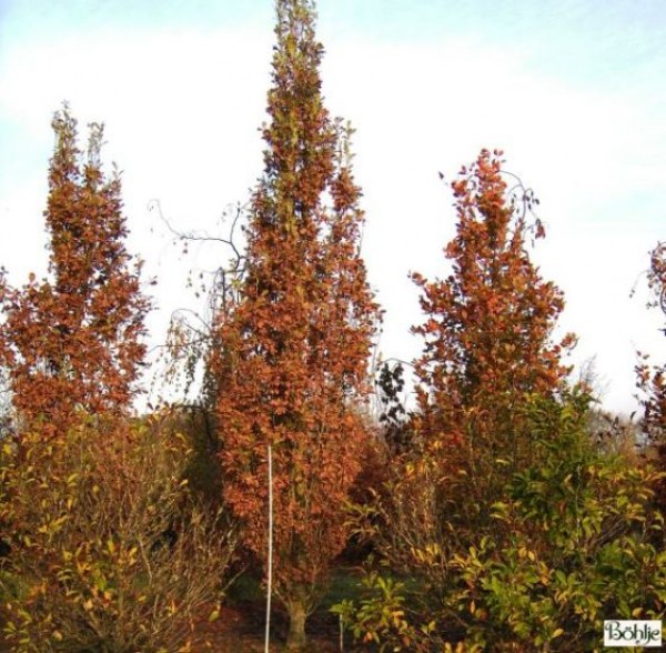 Quercus robur 'Fastigiata' -Säuleneiche-