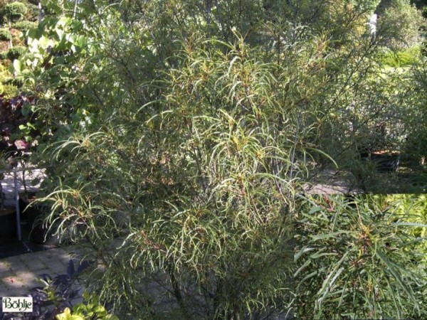 Rhamnus frangula 'Asplenifolia' -farnblättriger Faulbaum-