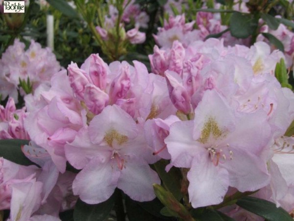 Rhododendron Hybride 'Album Novum'