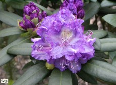 Rhododendron Hybride 'Alfred'