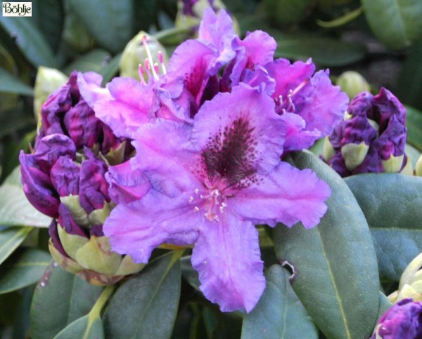 Rhododendron Hybride 'Azurro'