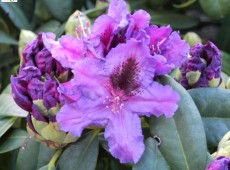 Rhododendron Hybride 'Azurro'