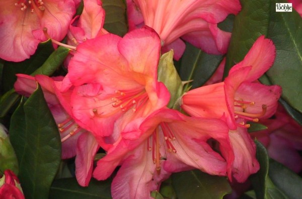 Rhododendron Hybride 'Balaleika'