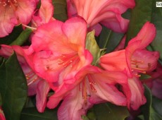 Rhododendron Hybride 'Balaleika'