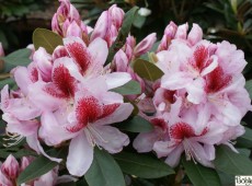 Rhododendron Hybride 'Belami' -R-