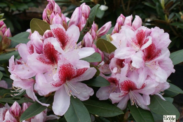 Rhododendron Hybride 'Belami' -R-