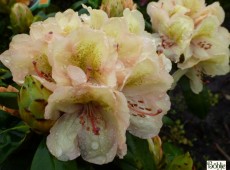 Rhododendron Hybride 'Belkanto' ®