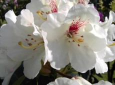 Rhododendron Hybride 'Bellini'