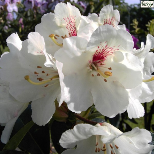 Rhododendron Hybride 'Bellini'