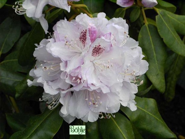 Rhododendron Hybride 'Bismarck'