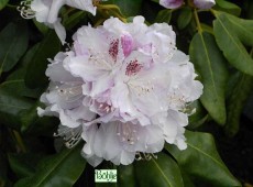 Rhododendron Hybride 'Bismarck'