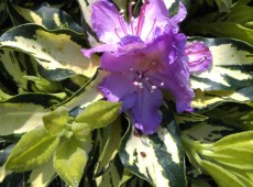 Rhododendron Hybride 'Blattgold'