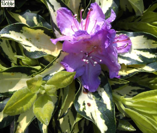 Rhododendron Hybride 'Blattgold'