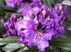 Rhododendron Hybride 'Blaue Jungs'