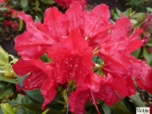 Rhododendron Hybride 'Blinklicht' ®