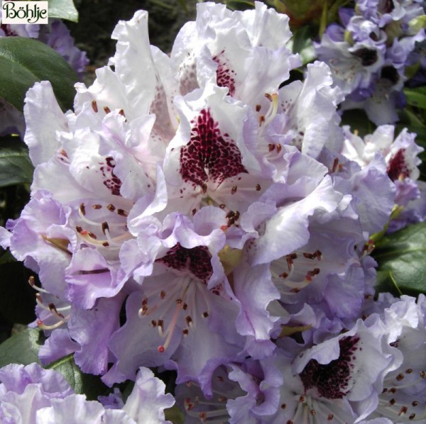 Rhododendron Hybride 'Blue Peter'