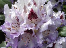 Rhododendron Hybride 'Blue Peter'